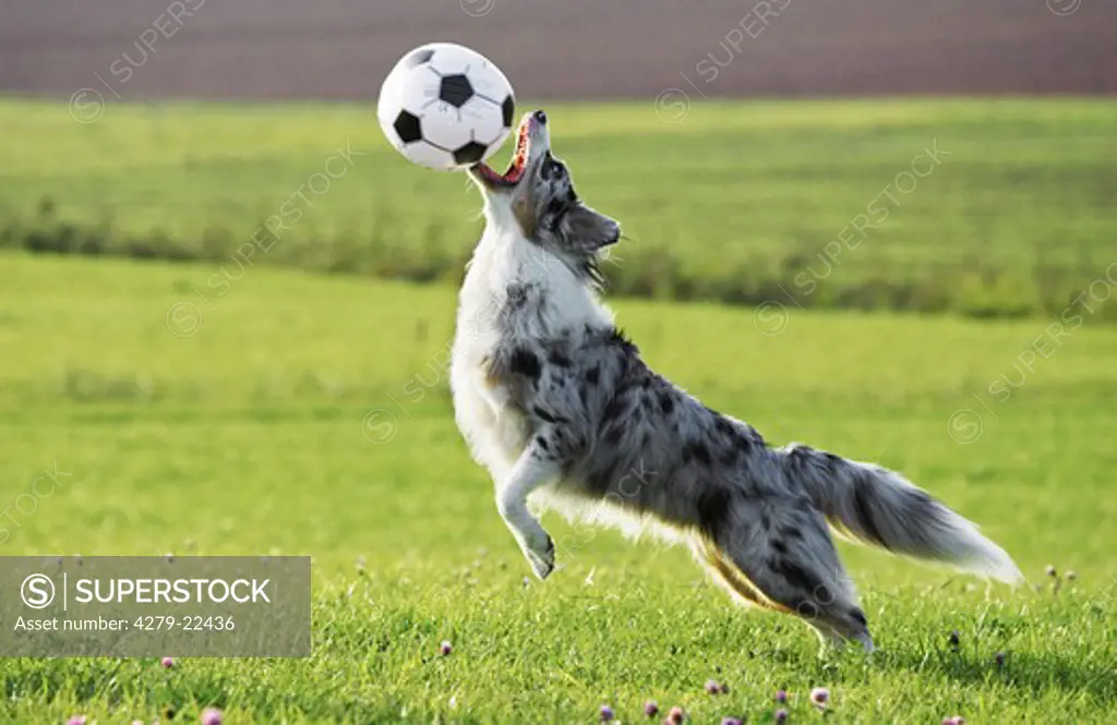 Australian Shepherd - playing with ball
