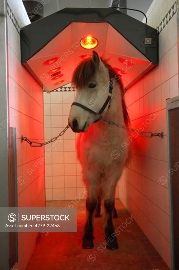 Icelandic horse in a solarium