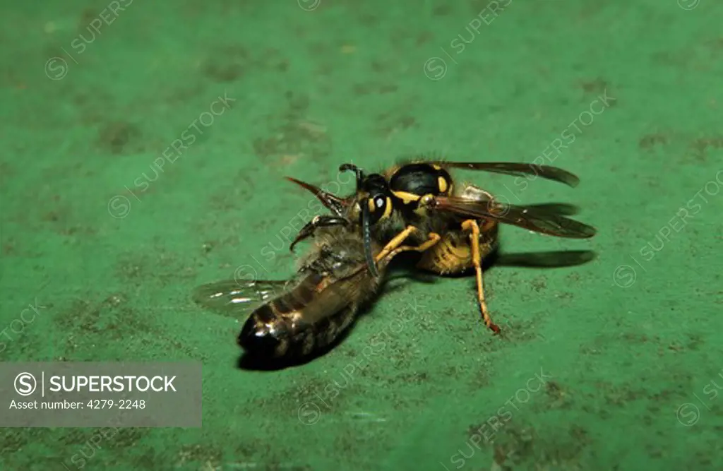 bee wolf, bee beetle, Trichodes apiarius