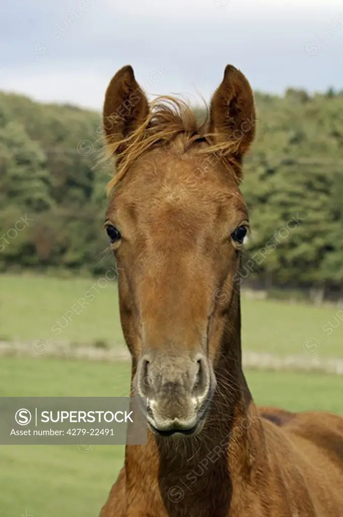 Quarter Horse - portrait