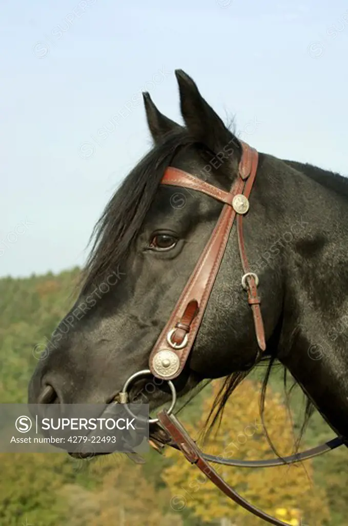 Quarter Horse - portrait