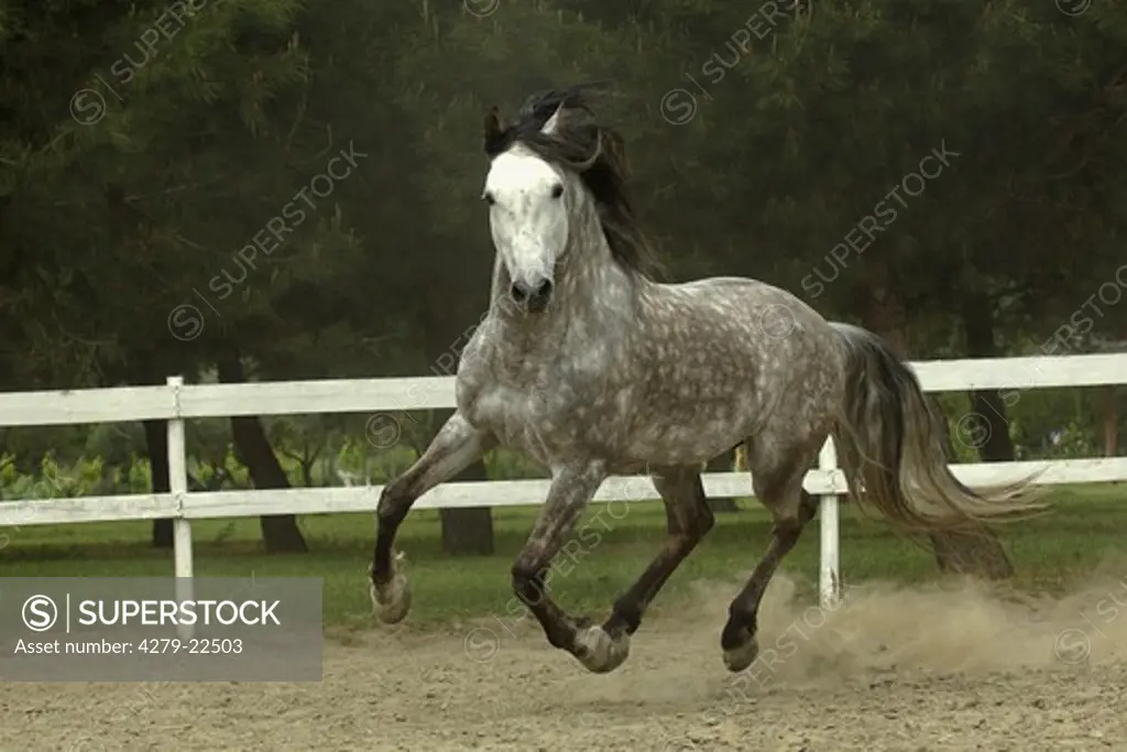 Andalusian horse - galloping