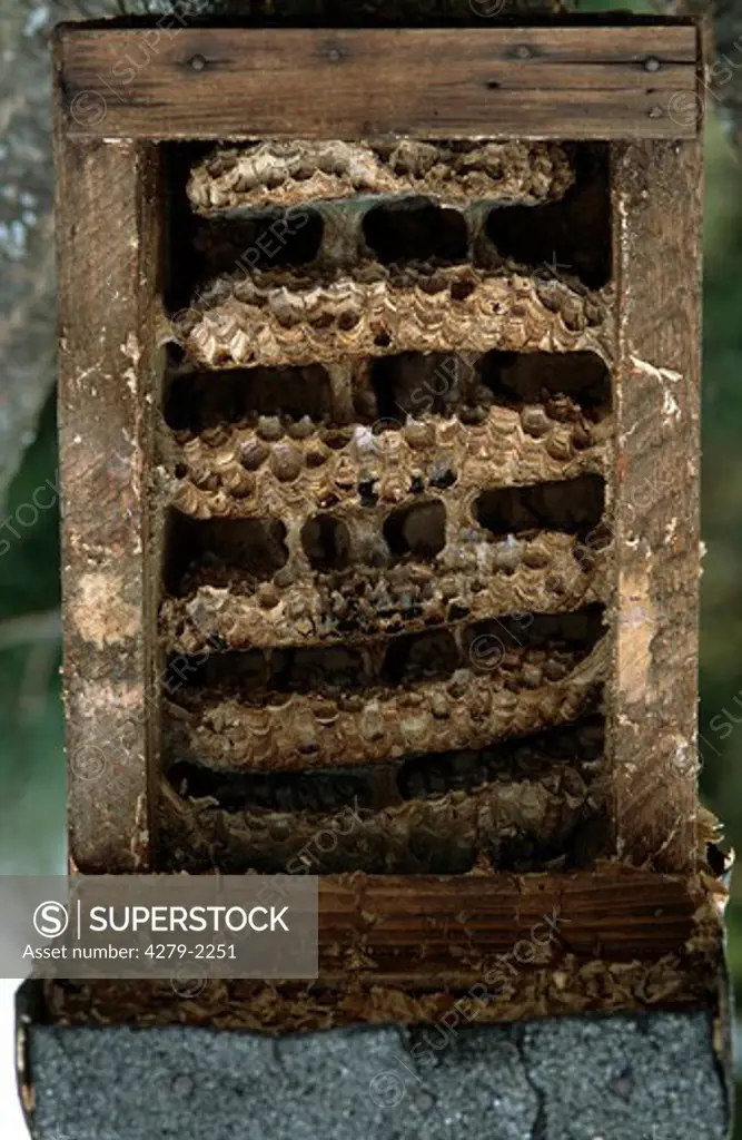left hornet nest, Vespa crabro
