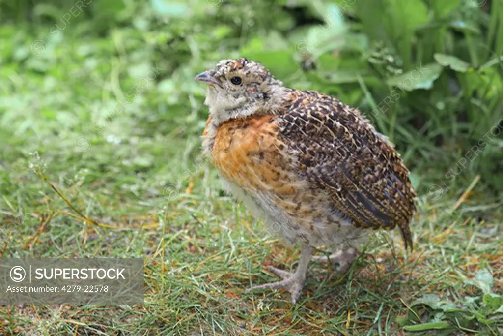 young wood grouse, Tetrao urogallus