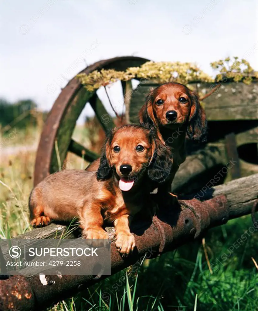 long-haired Dachshund - puppies on old wooden trailer