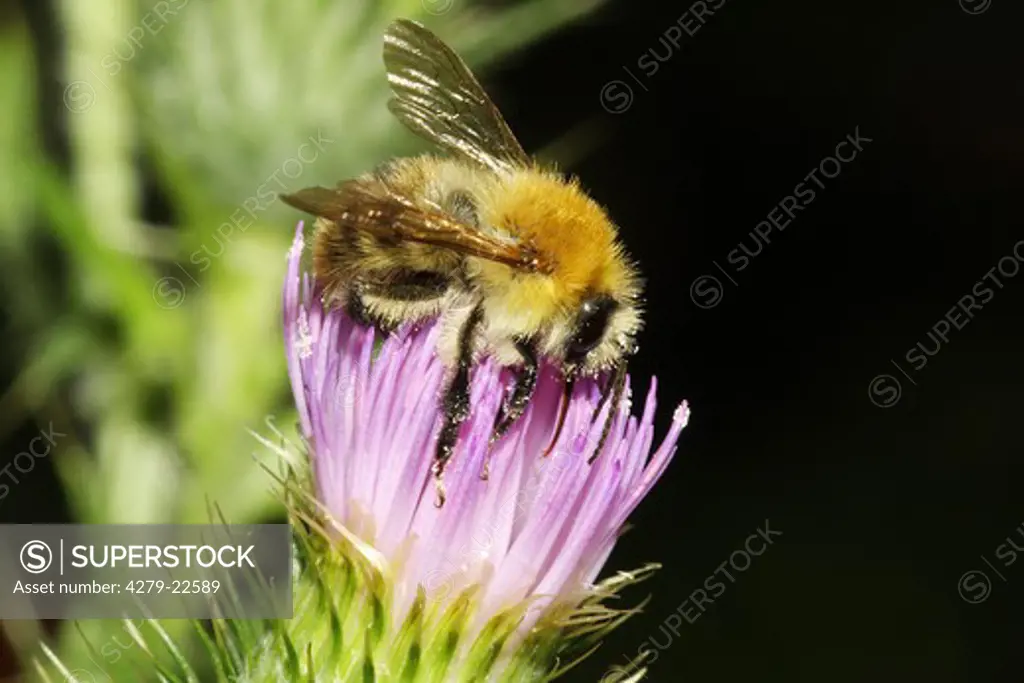 buff-tailed bumblebee, Bombus terrestris