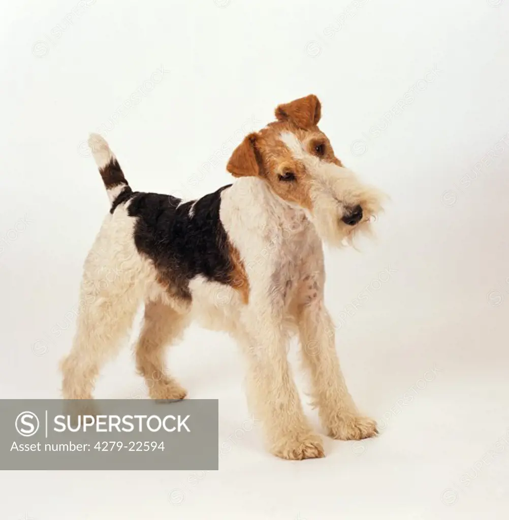 Fox Terrier Wire - standing lateral