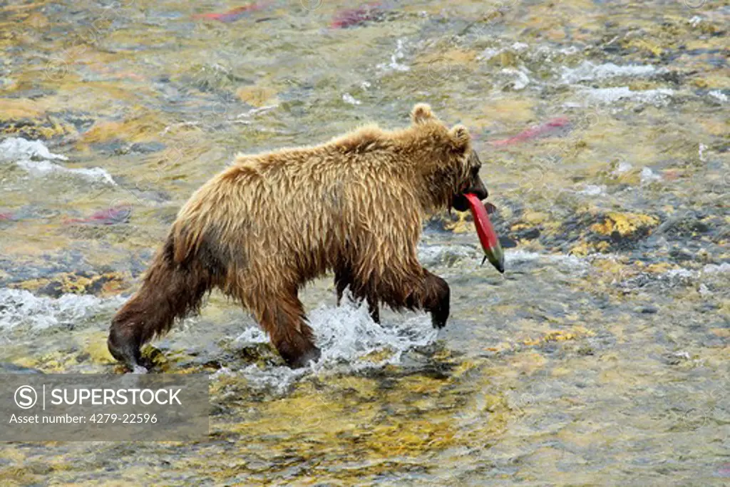 young grizzly bear with fish, Ursus arctos horribilis