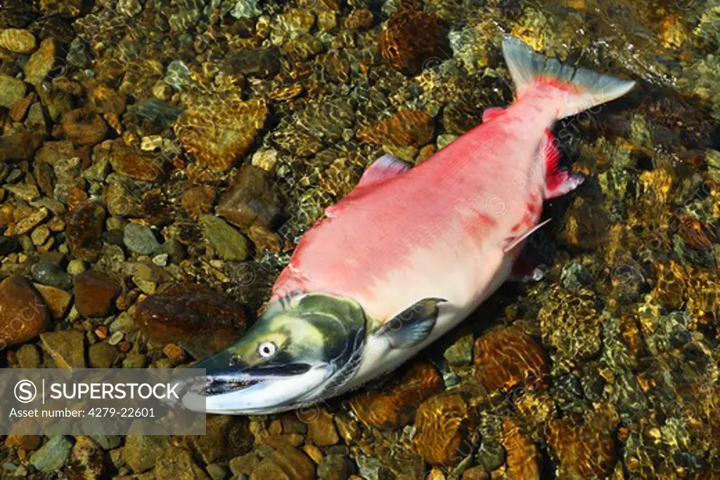 sockeye salmon (male) - lying, Oncorhynchus nerka
