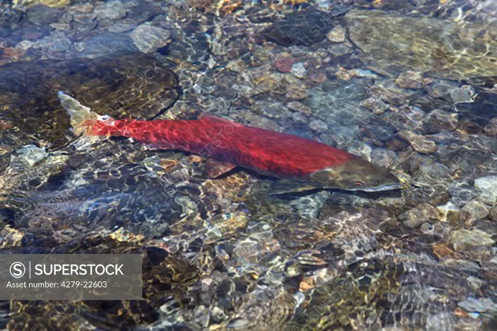 Sockeye salmon, Oncorhynchus nerka