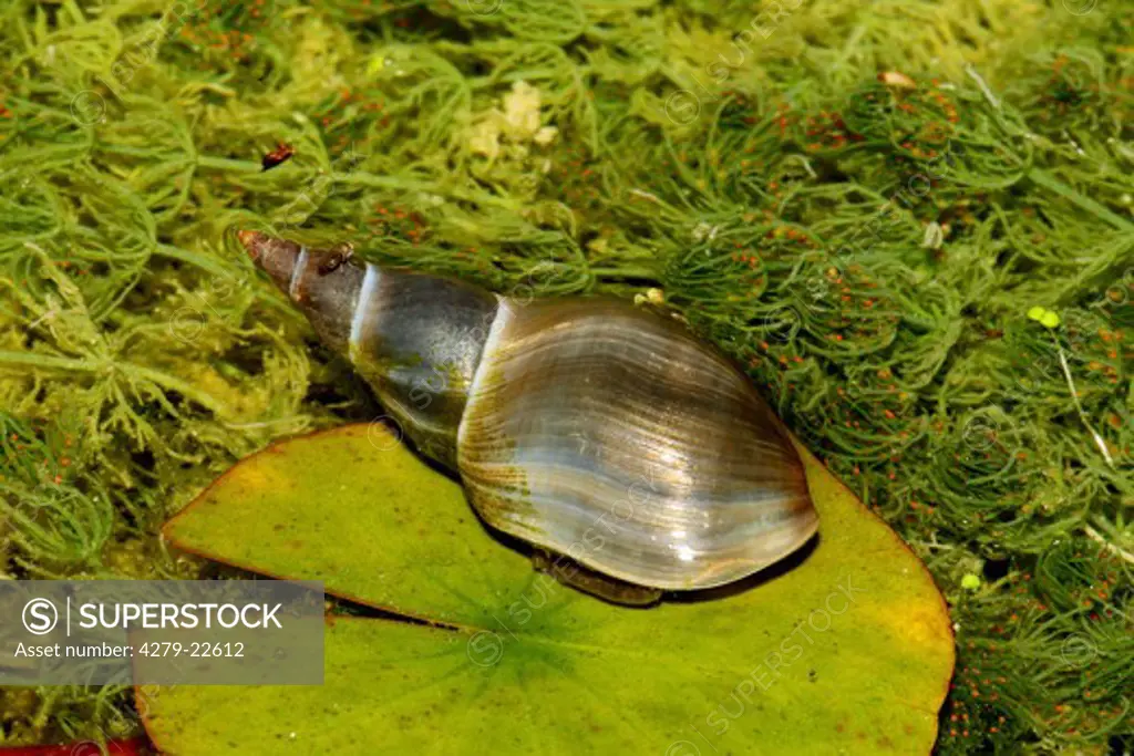 great pond snail,  Lymnaea stagnalis