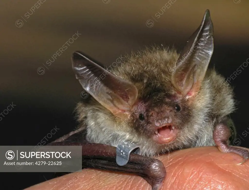 Bechstein's bat, Myotis bechsteinii