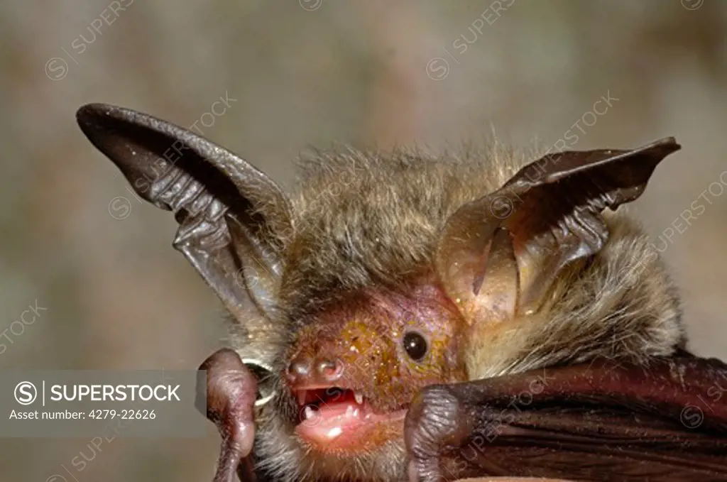 Bechstein's bat, Myotis bechsteinii