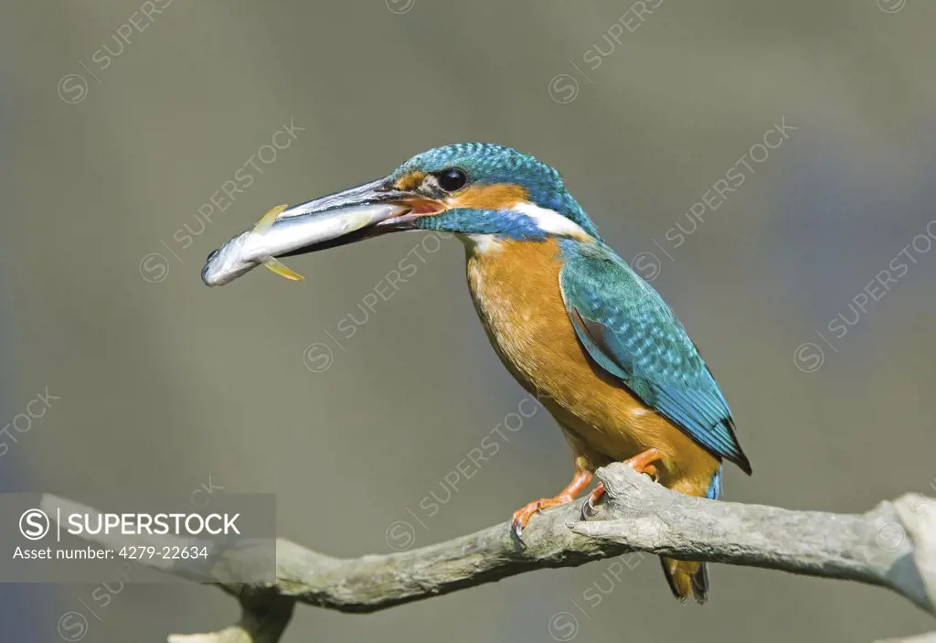 common kingfisher with fish, Alcedo atthis