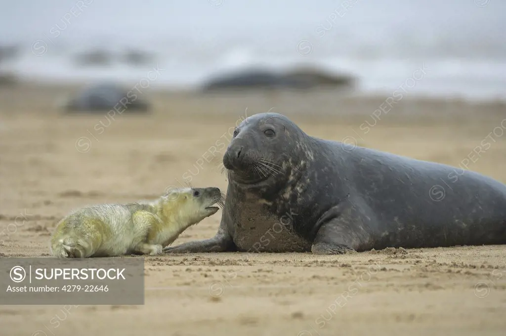 grey seal with cub, Halichoerus grypus