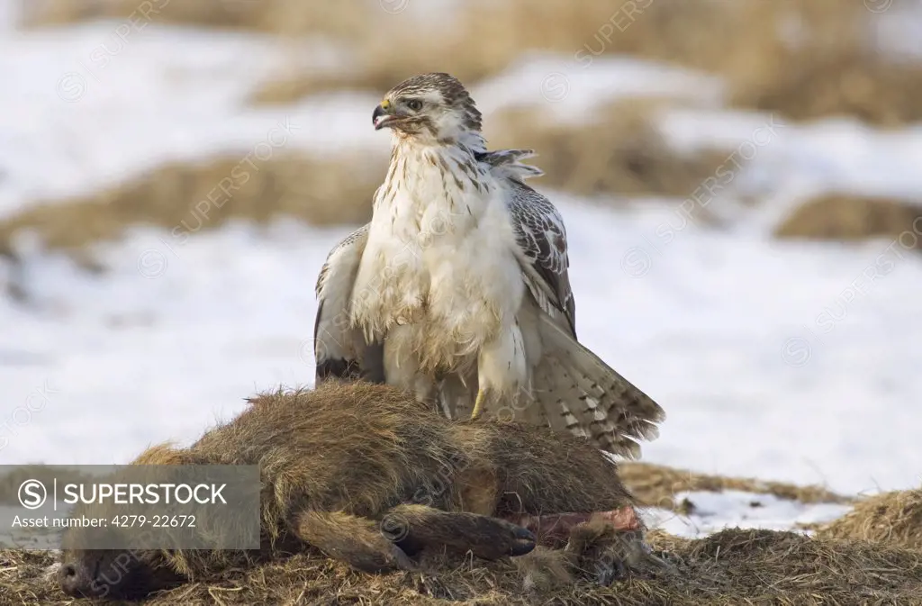 common buzzard with prey, Buteo buteo