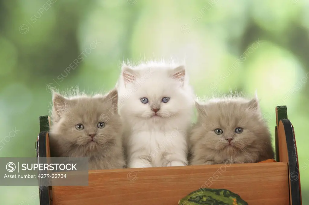 three Persian kittens