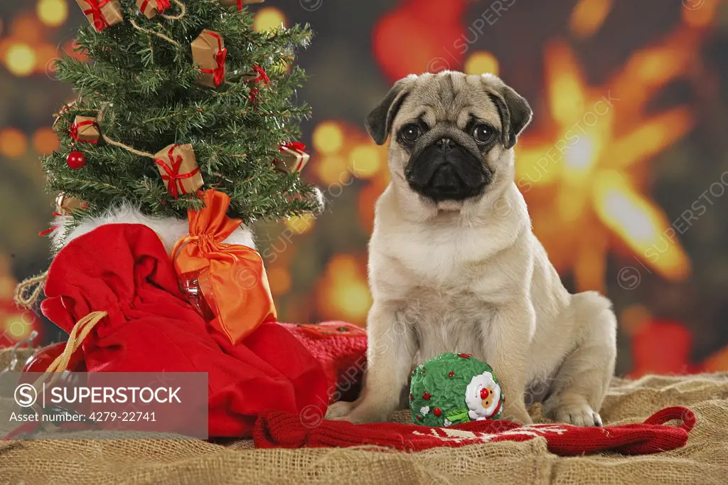 pug puppy between christmas decorations