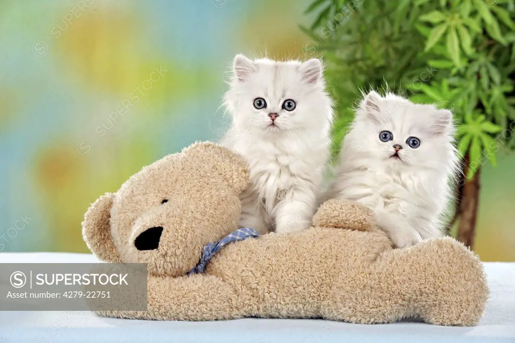 two Persian kittens with teddy