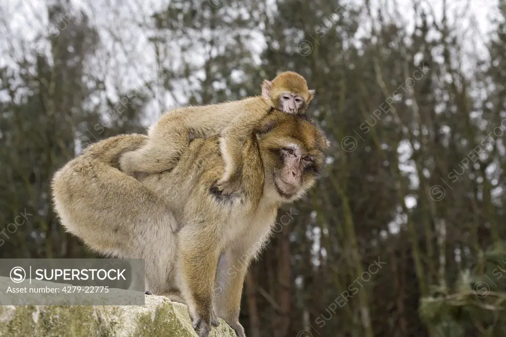 Barbary Macaque with cub, Macaca sylvanus