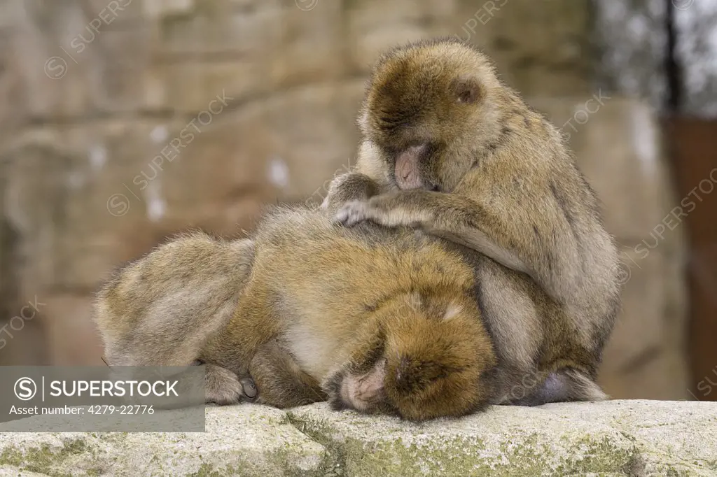 Barbary Macaques - coat care, Macaca sylvanus