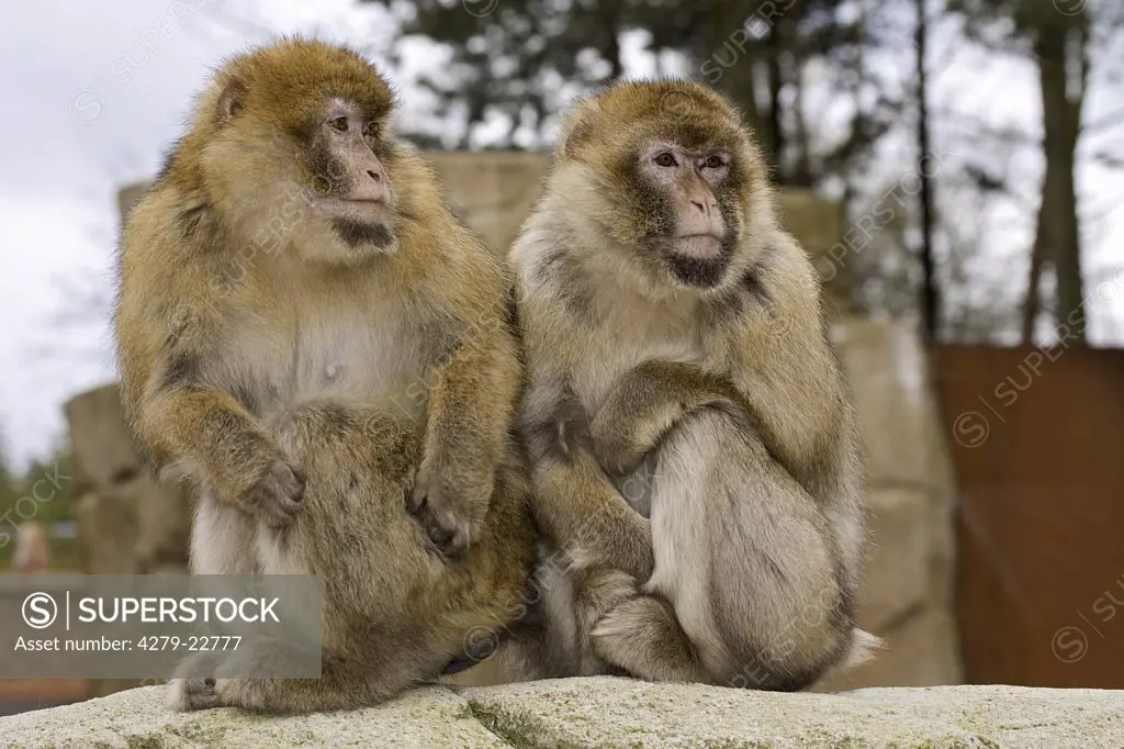 two Barbary Macaques - sitting, Macaca sylvanus