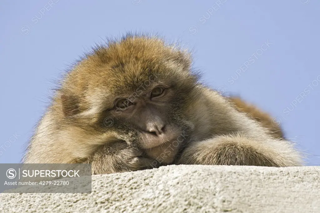 Barbary Macaque - lying, Macaca sylvanus