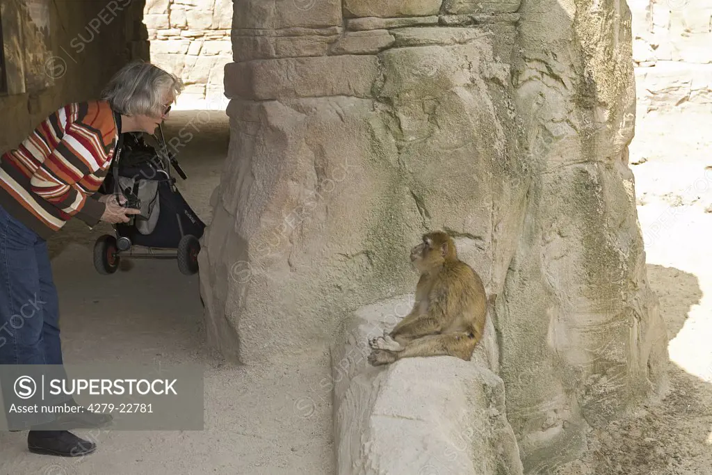 man watching Barbary Macaque, Macaca sylvanus