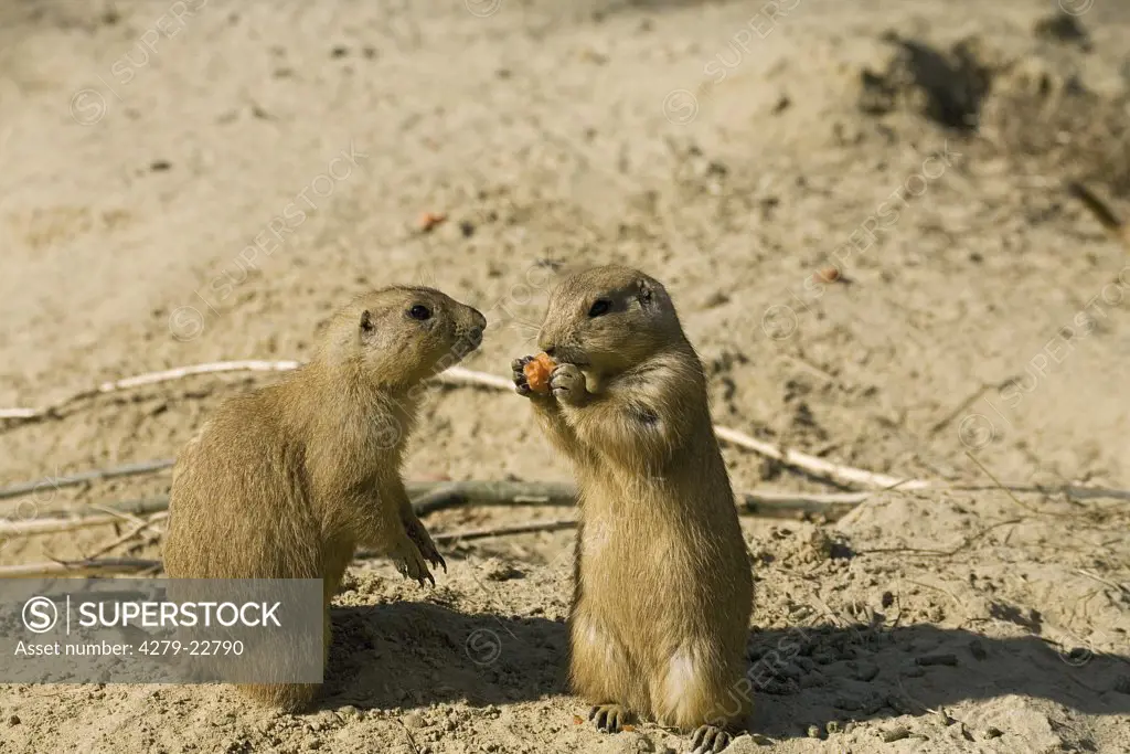 two Black-tailed Prairie Dogs - standing, Cynomys ludovicianus