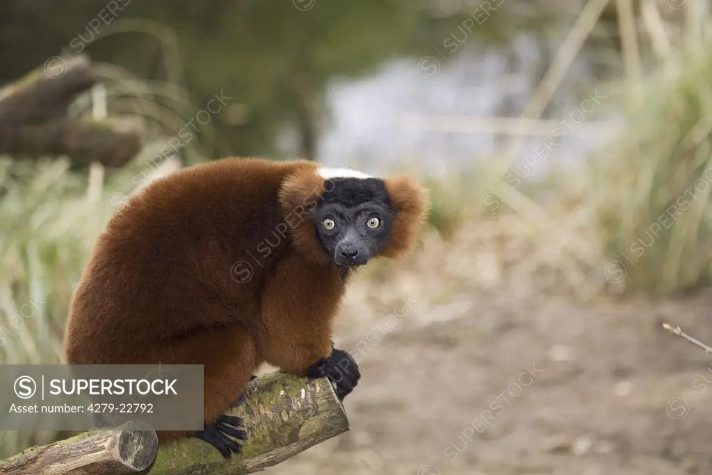 red-bellied lemur, Eulemur rubriventer
