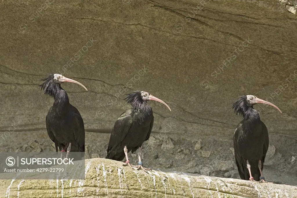 three northern bald ibises - standing, Geronticus eremita