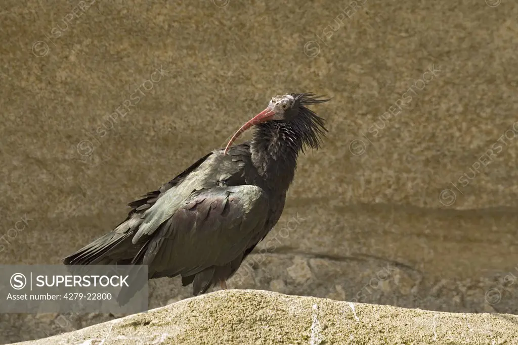 northern bald ibis - standing, Geronticus eremita