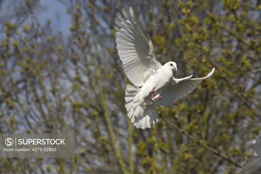 white dove - flying