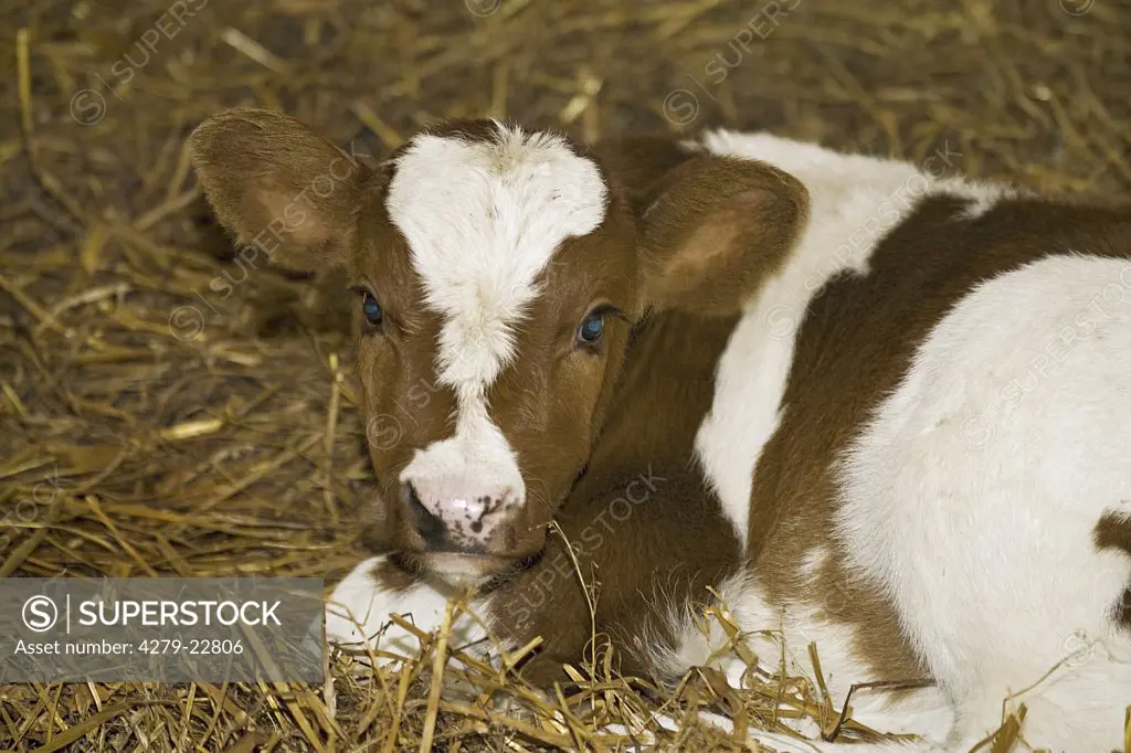 cattle - calf lying in straw