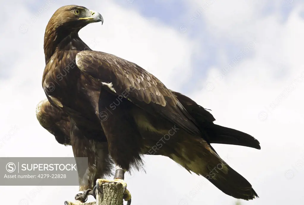 golden eagle, Aquila chrysaetos