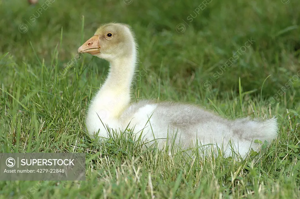 young domestic goose - lying on meadow