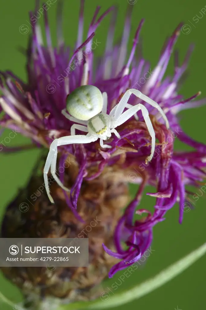 goldenrod crab spider on blossom, Misumena vatia