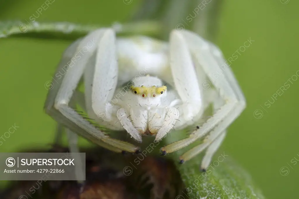 goldenrod crab spider, Misumena vatia