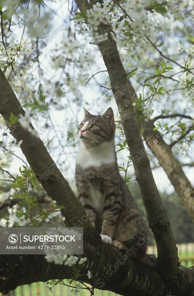 domestic cat on tree