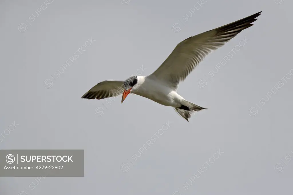 common tern - flying, Sterna hirundo