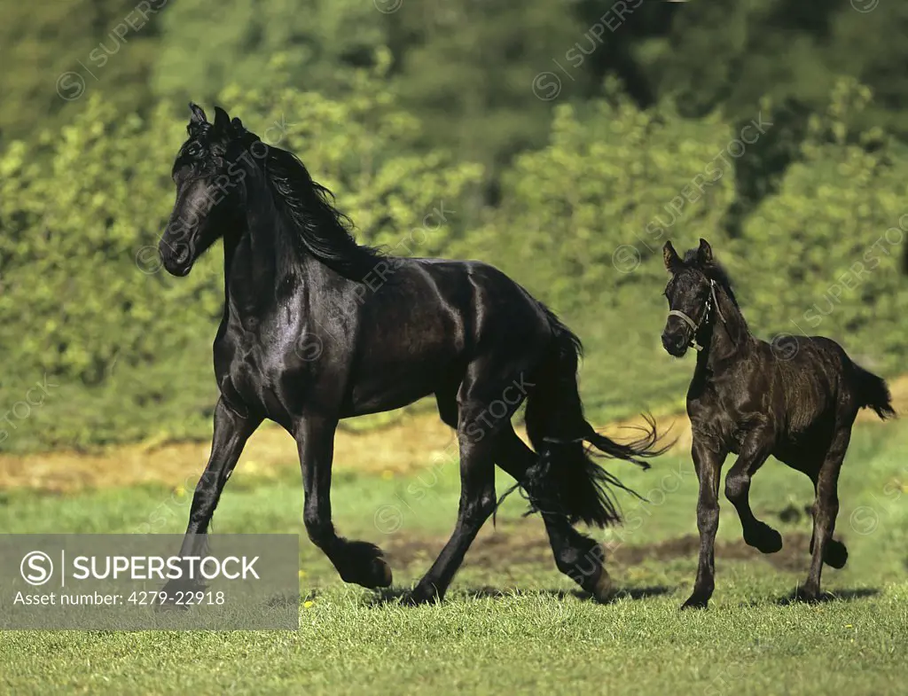 Friesian horse with foal on meadow