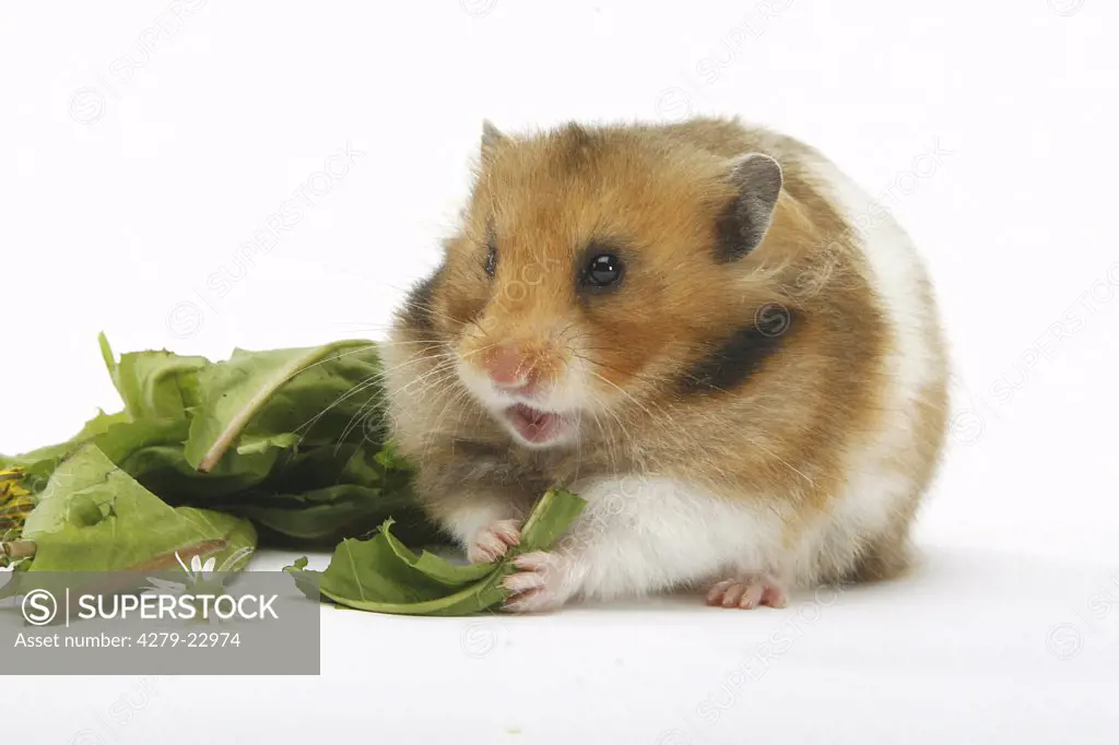 golden hamster - munching, Mesocricetus auratus
