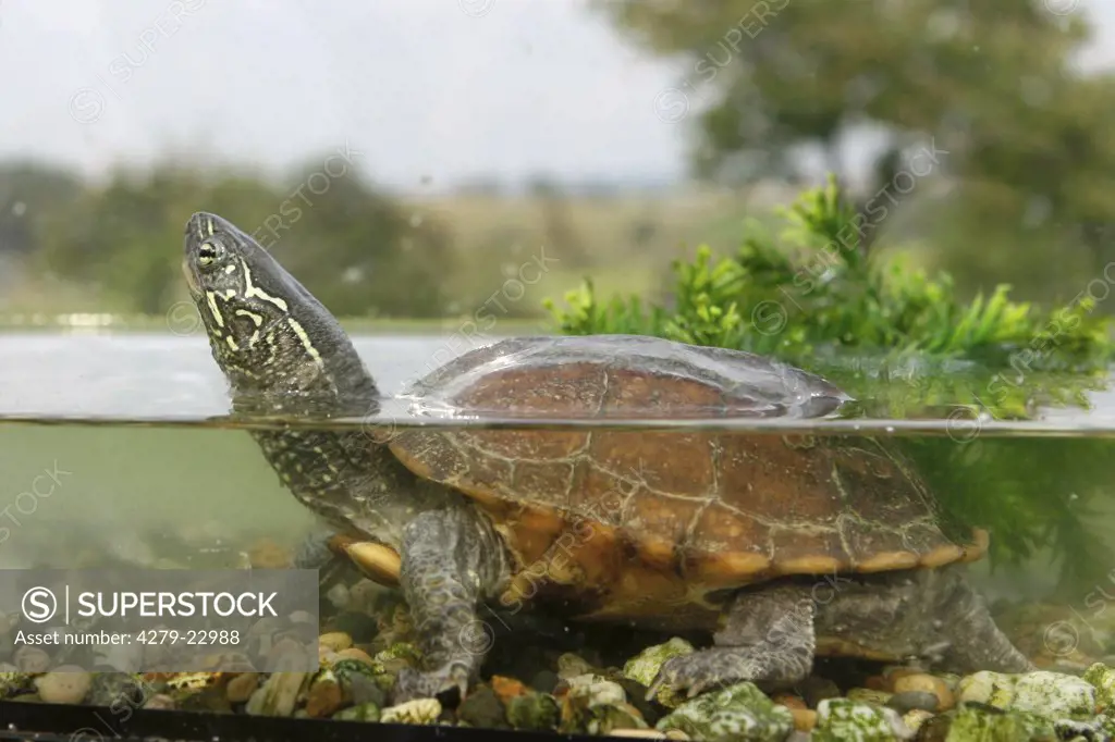 Chinese Pond Turtle in water, Chinemys reevesii