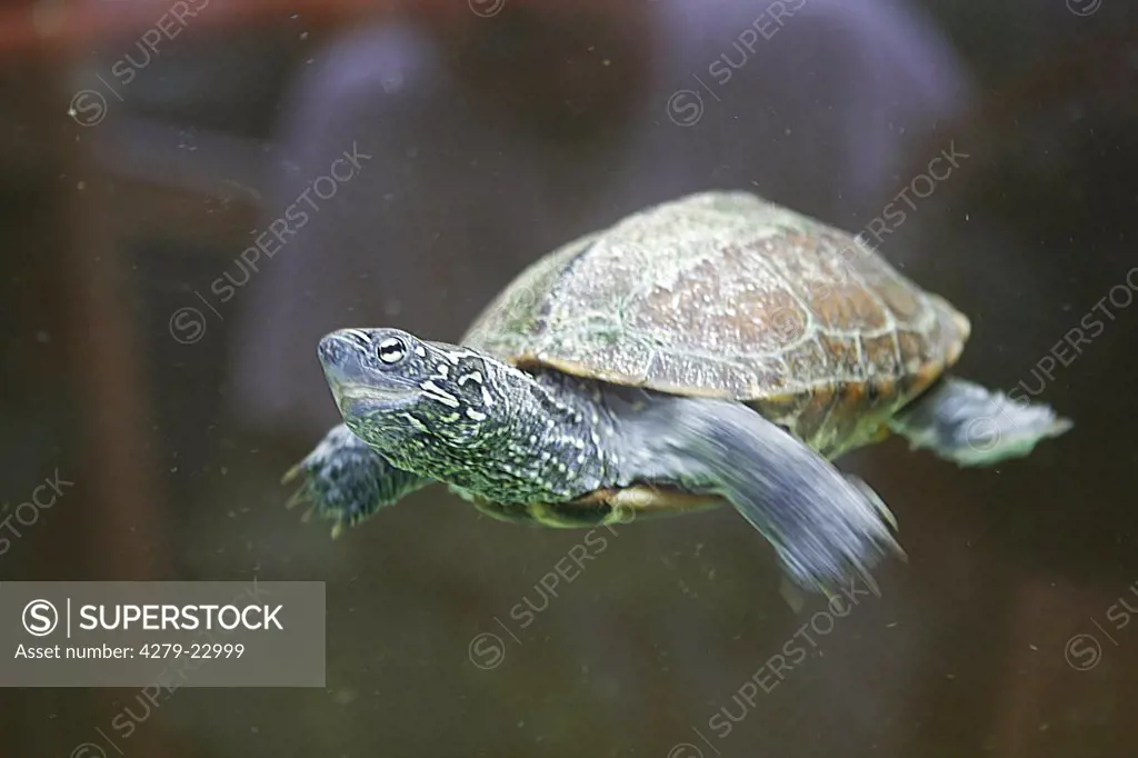 Chinese three-keeled turtle