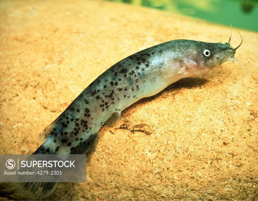 malapterurus electricus, electric catfish