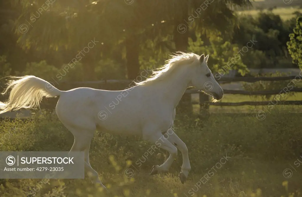 Arabian horse - galloping on meadow