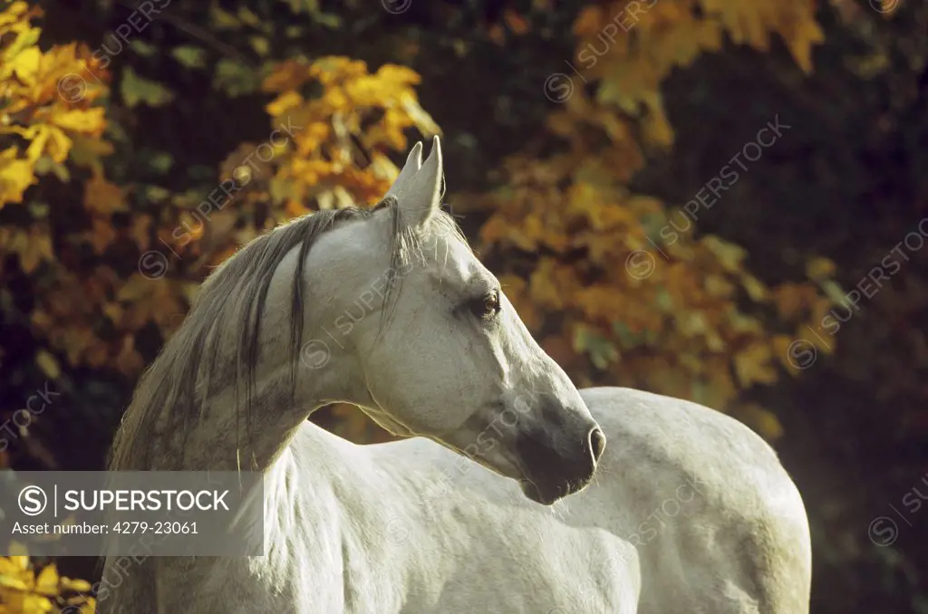Anglo-Arabian horse - portrait