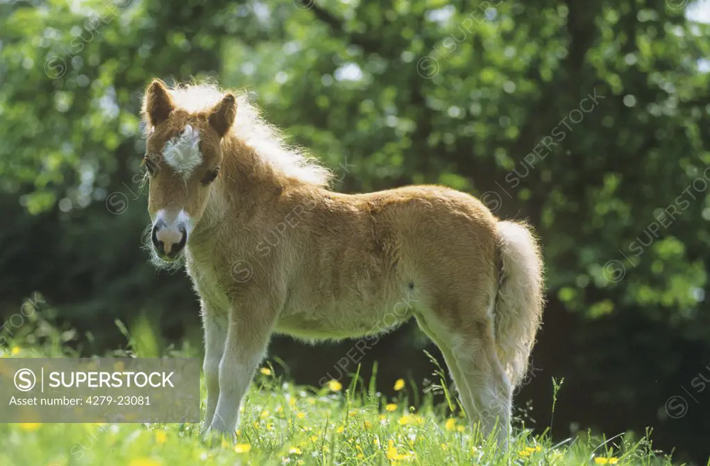 Mini Shetland Pony - foal on meadow