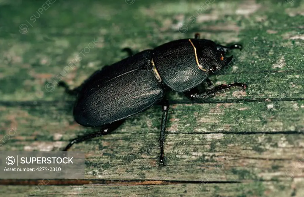 lesser stag beetle at wood, Dorcus parallelopipedus