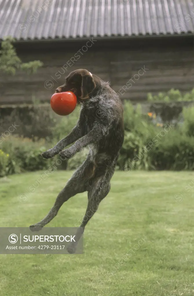 German Wirehaired Pointer - playing with ball